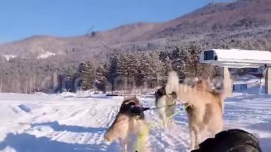 哈士奇狗雪橇。 可爱的哈士奇雪橇狗。 西伯利亚哈士奇雪橇狗比赛。 从雪橇上看